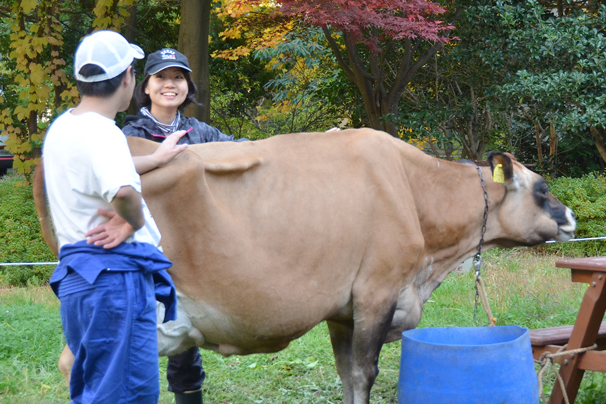 弘前大学の文化祭では酪農体験もできる！
