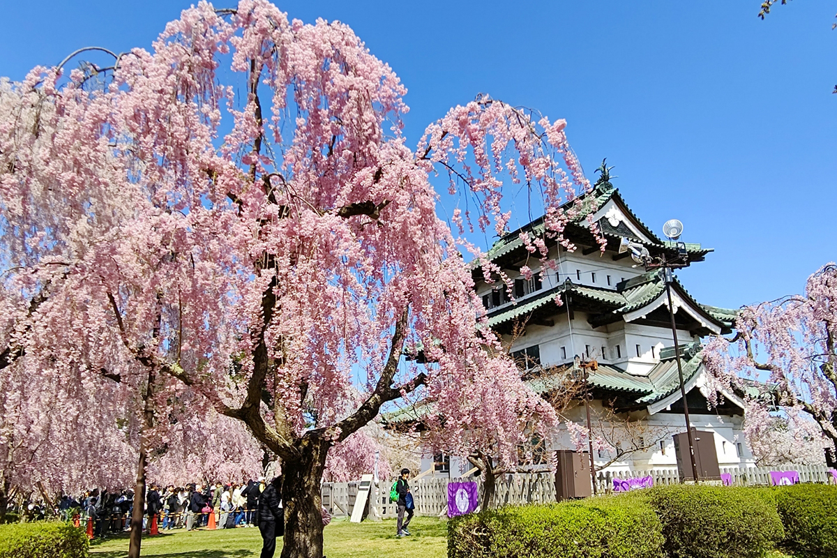 桜が咲き誇る弘前城