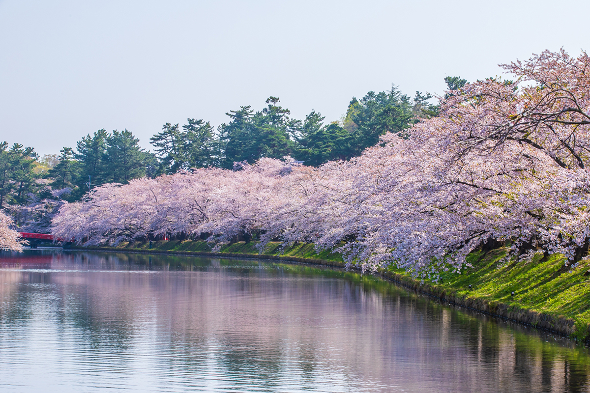 弘前市が誇る弘前公園の桜