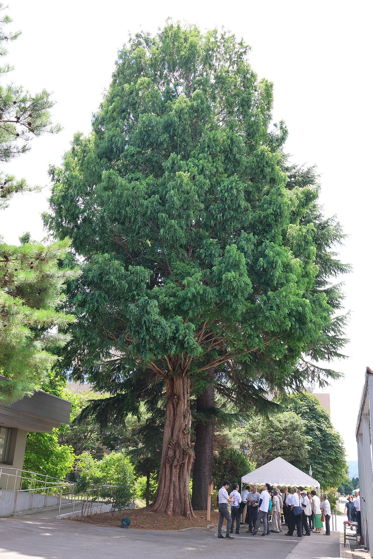 事務局棟西側のメタセコイア