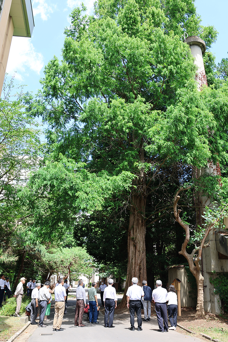 農学生命科学部棟東側のメタセコイア