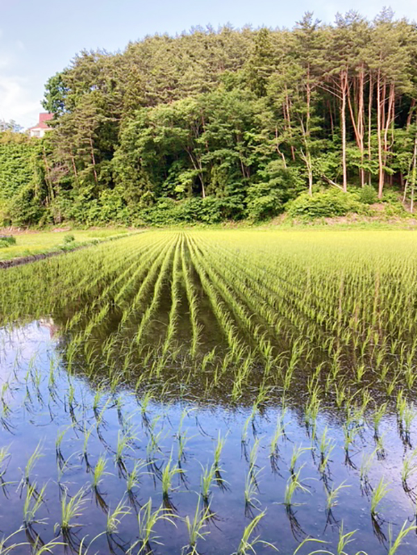 田植え後の田んぼ