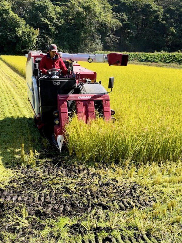 稲刈りの様子