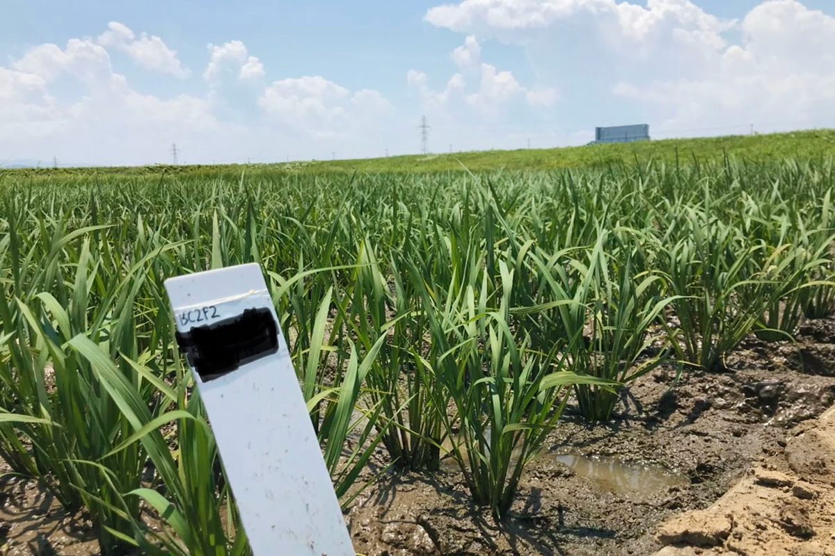 石川教授研究室での研究材料育成圃場