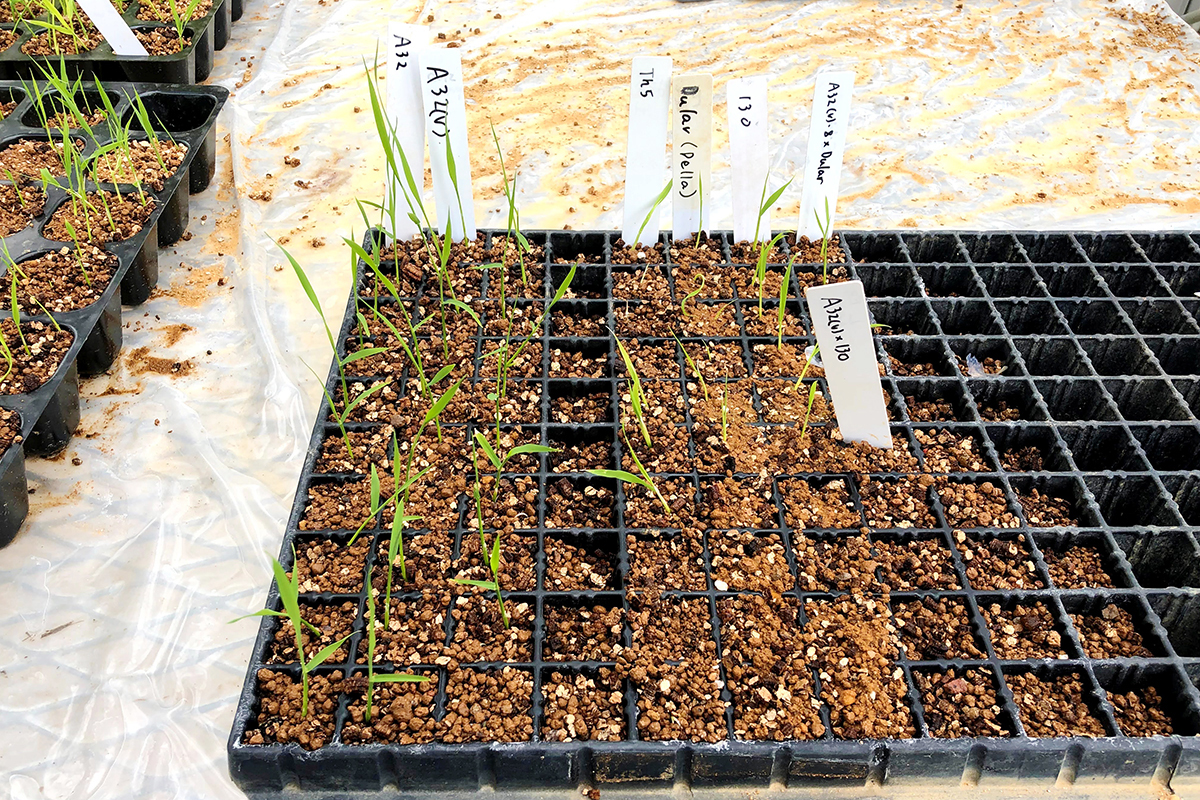 自分の卒業研究で使用する苗作り