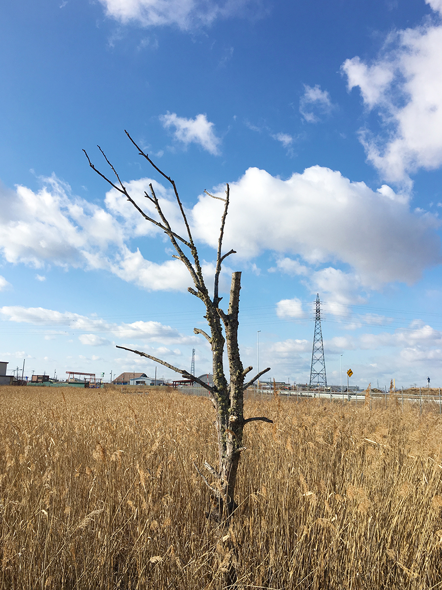 久栖さんが散歩中に撮影した風景